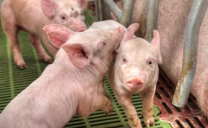 piglets-weaning-406